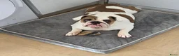 English Bulldog dogs for sale: 7 month old female english bulldog  - Advert 3