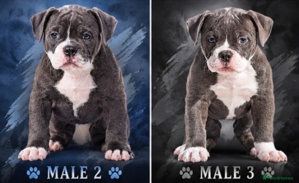 Olde English Bulldogge dogs 23 years experienced 5 star rated licensed and reg - Advert 18