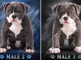 Olde English Bulldogge dogs 23 years experienced 5 star rated licensed and reg - Advert 18