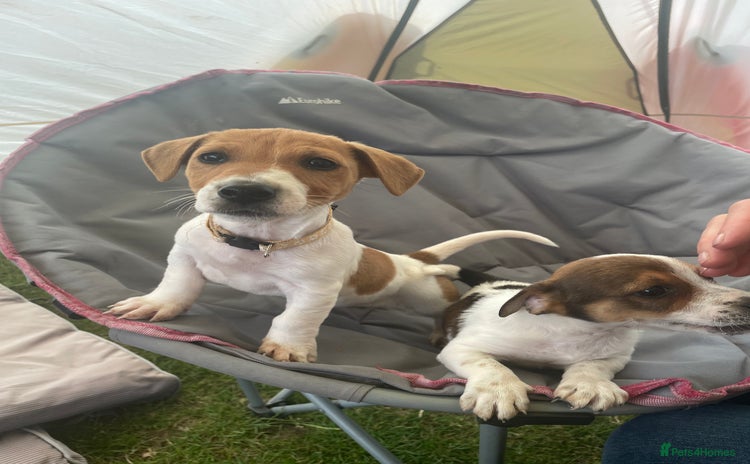 Jack Russell dogs - Advert 2