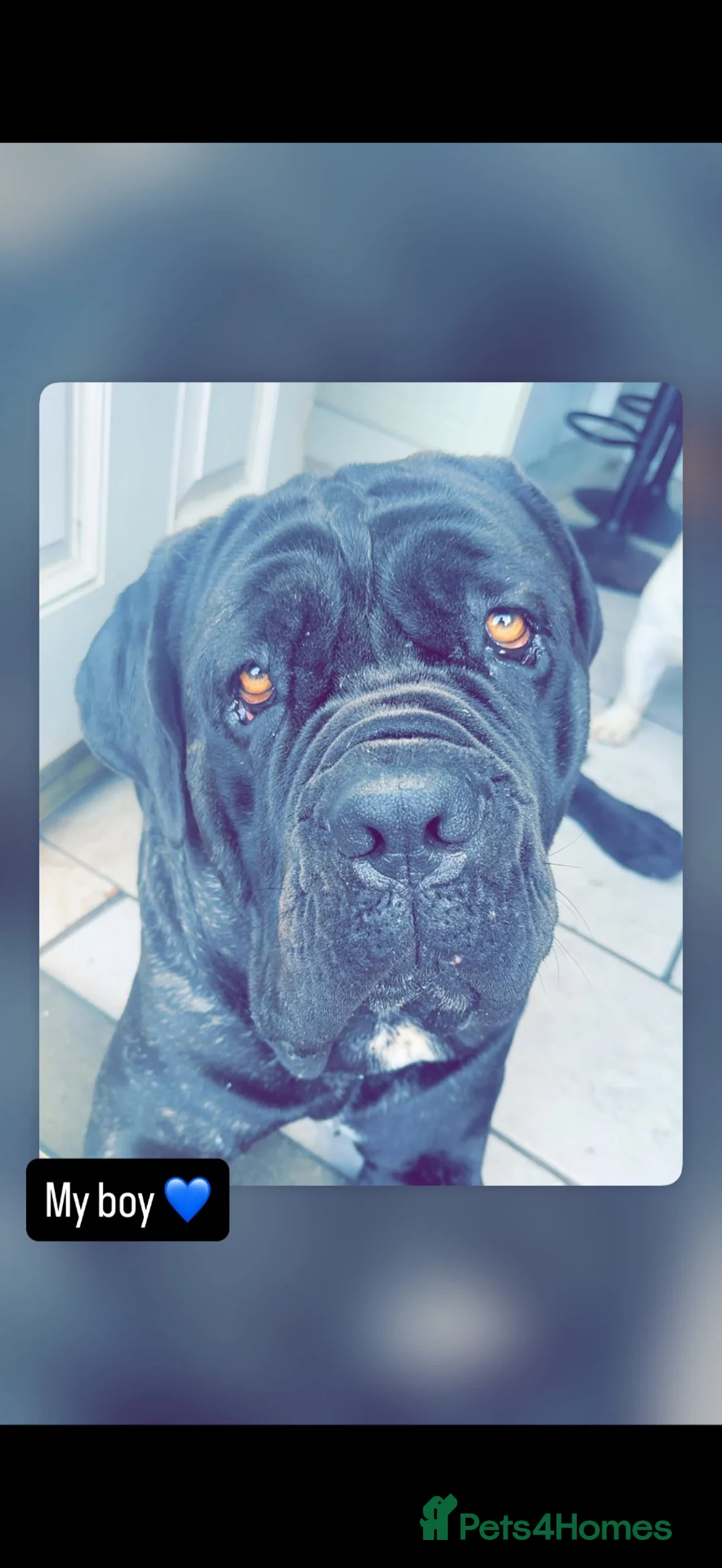 Neapolitan Mastiff dogs for sale: Looking for a loving home  - Advert 5