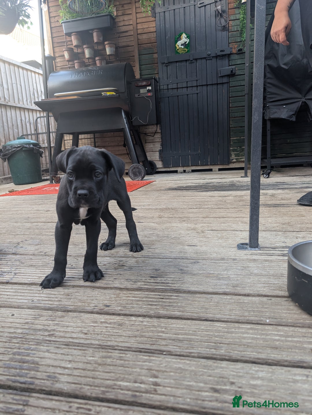 Cane Corso dogs for sale: Champion Lines Cane Corso Puppies *Ready Now** - Advert 14