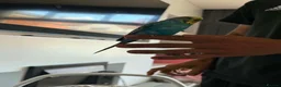 Budgerigars birds for sale: Hand Tame Baby Budgies - Advert 5