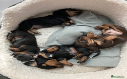 Dachshund dogs for sale: Gorgeous sausage pups for sale  - Image 4