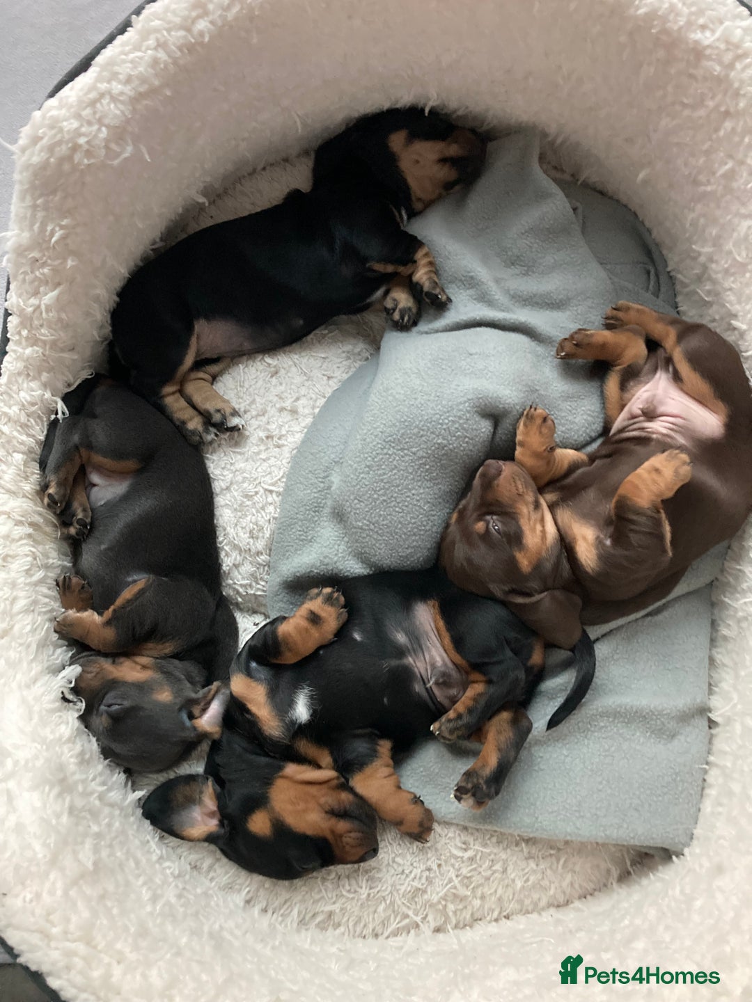 Dachshund dogs for sale: Gorgeous sausage pups for sale  - Image 4