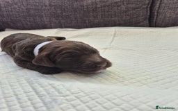 Sproodle dogs for sale: 2 choc girls left and 1 white & brown boy - Image 6