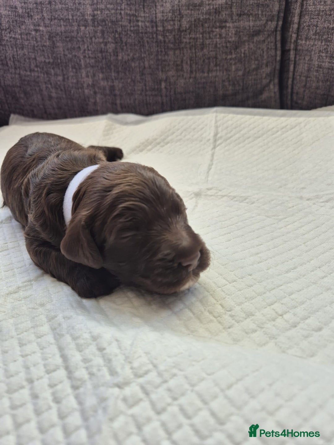 Sproodle dogs for sale: 2 choc girls left and 1 white & brown boy - Image 6