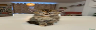 British Shorthair 3