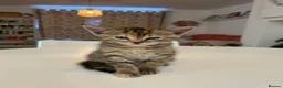 British Shorthair cats for sale: 4 loving, playful BSH kittens for sale in Leeds.  - Advert 11