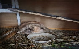 Mini Lop rabbits for sale: Two female bunnies - Image 6