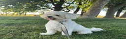 Bichon Frise dogs for sale: Leo - Bichon Frise - Advert 6
