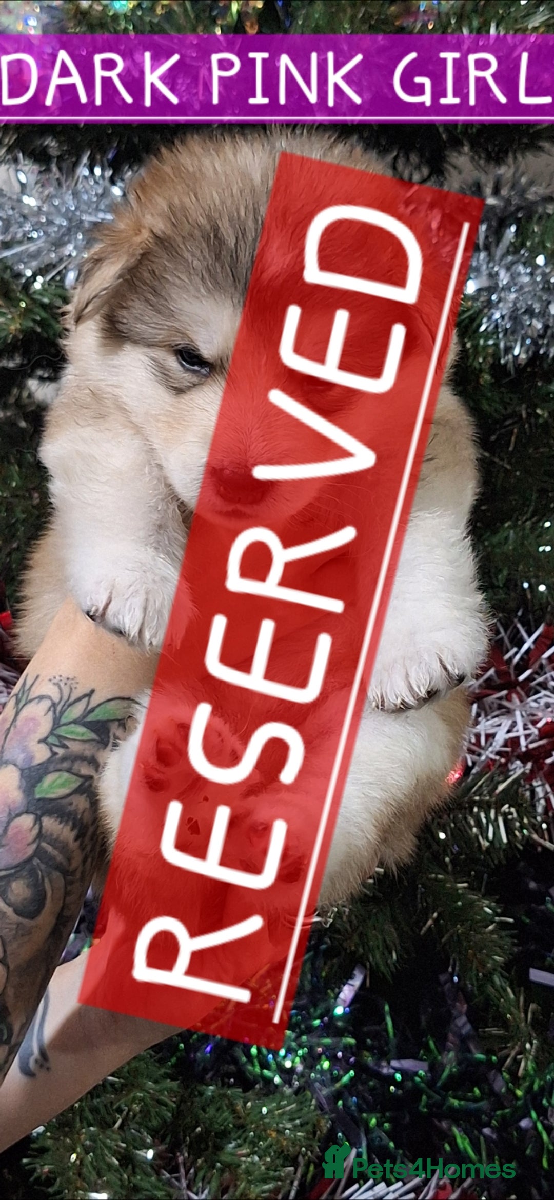 Mixed Breed dogs for sale: 3 remaining Alaskan Shepherds  - Advert 8