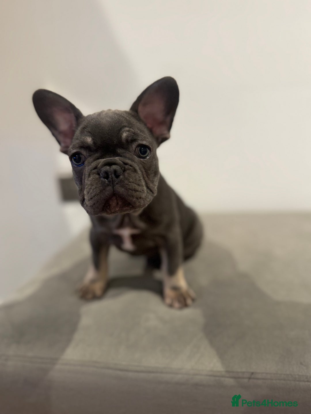 French Bulldog dogs for sale: French bulldog ready before  **   ** 🥰 - Advert 12