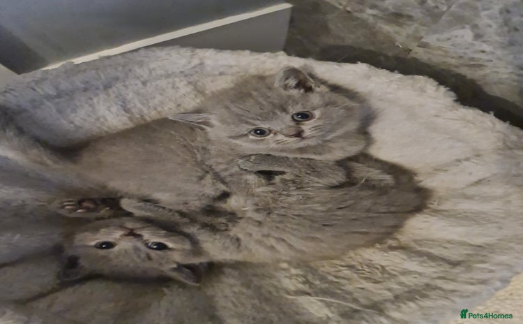 British Shorthair cats LAST KITTEN *READY NOW* - Advert 4