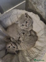British Shorthair cats British shorthair kittens - Advert 3