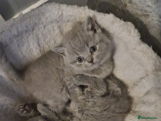 British Shorthair cats LAST KITTEN *READY NOW* - Advert 6
