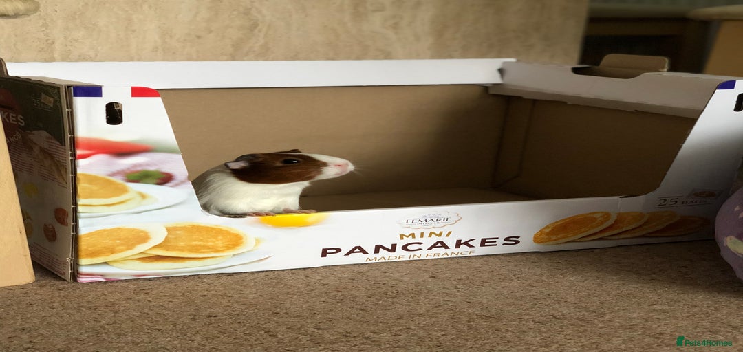 Gallery Image {{count}}