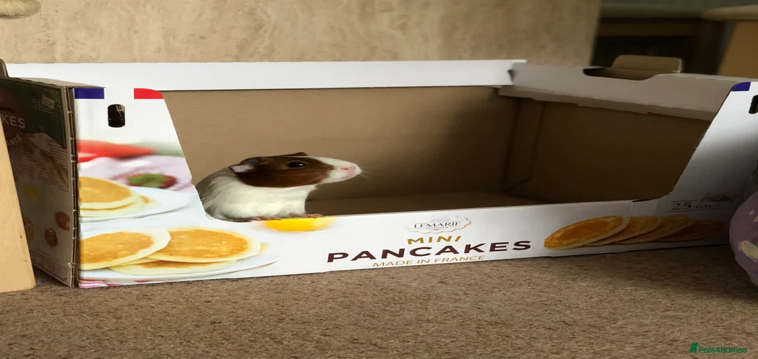 Gallery Image {{count}}