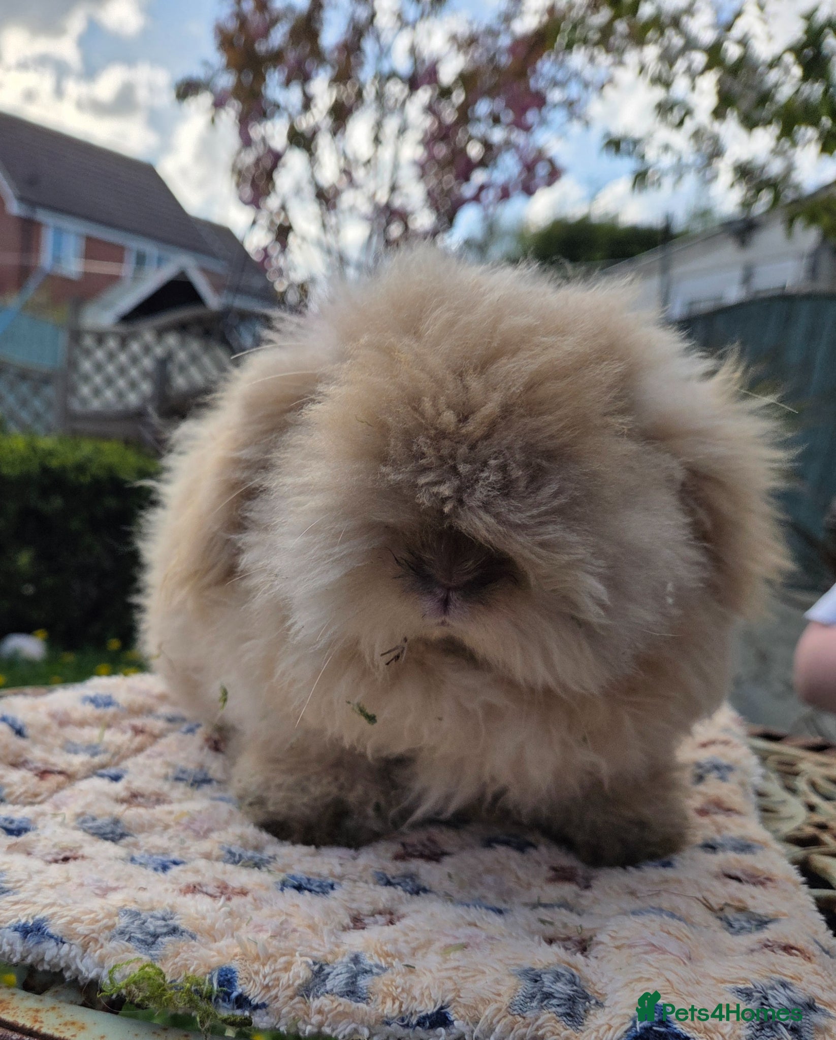 Angora rabbits for sale: Teddywidders - Advert 15