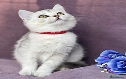 British Shorthair cats for sale: OPEN TO OFFERS TICA registered BSH kittens - Image 20