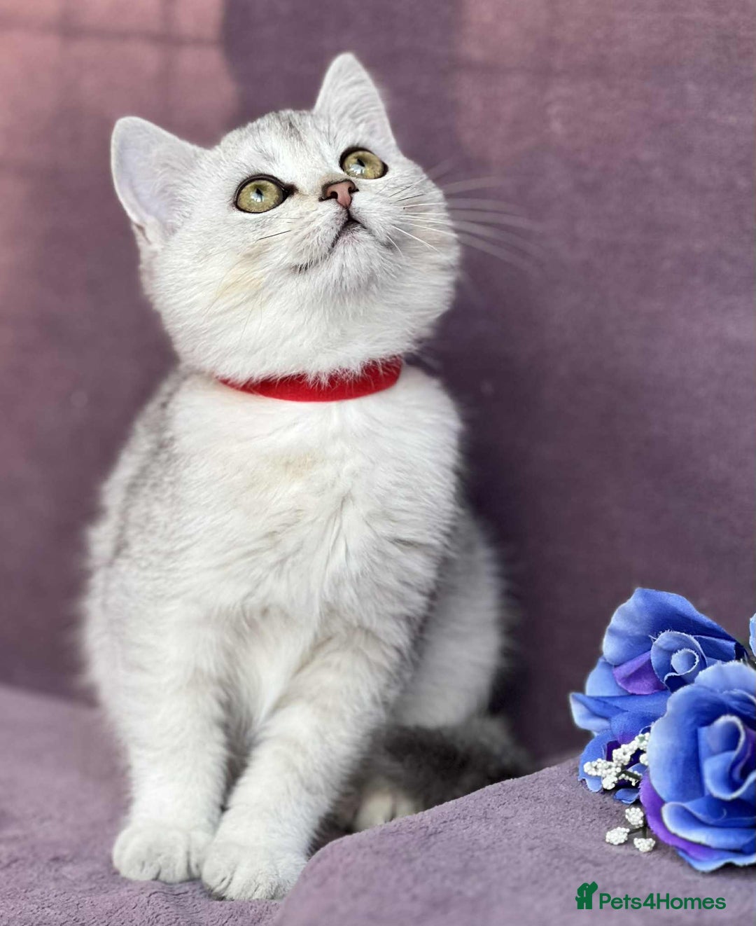 British Shorthair cats for sale: OPEN TO OFFERS TICA registered BSH kittens - Image 20