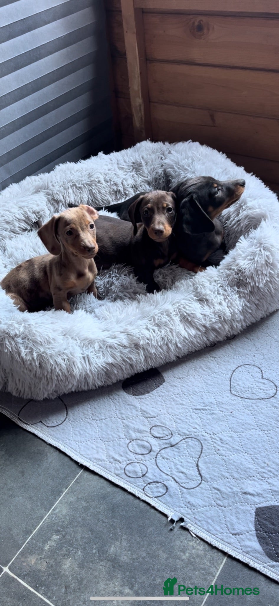 Miniature Dachshund dogs Stunning miniature dachshunds puppies for sale   - Advert 3