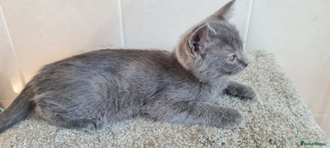 British Shorthair cats for sale: British Blue shorthair, Lilac, Colorpoint Kittens - Image 13