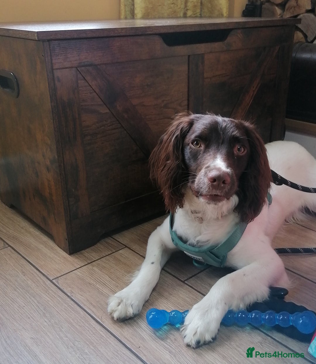 English Springer Spaniel dogs for adoption: 💙🐶 ARLO 🐶💙 - Image 6