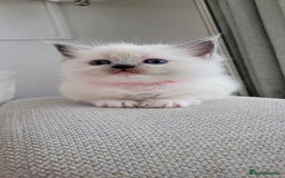 Ragdoll cats for sale: Adorable Ragdoll Kittens  - Image 24