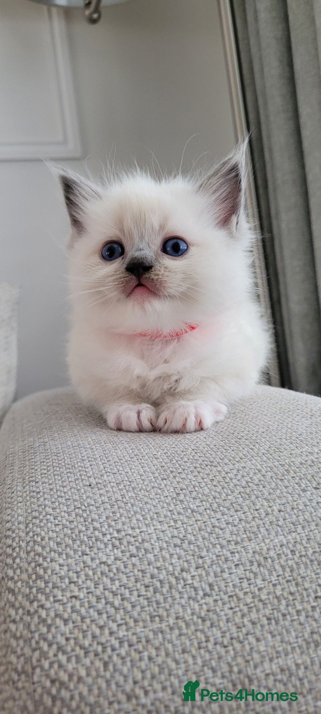 Ragdoll cats for sale: Adorable Ragdoll Kittens  - Image 24