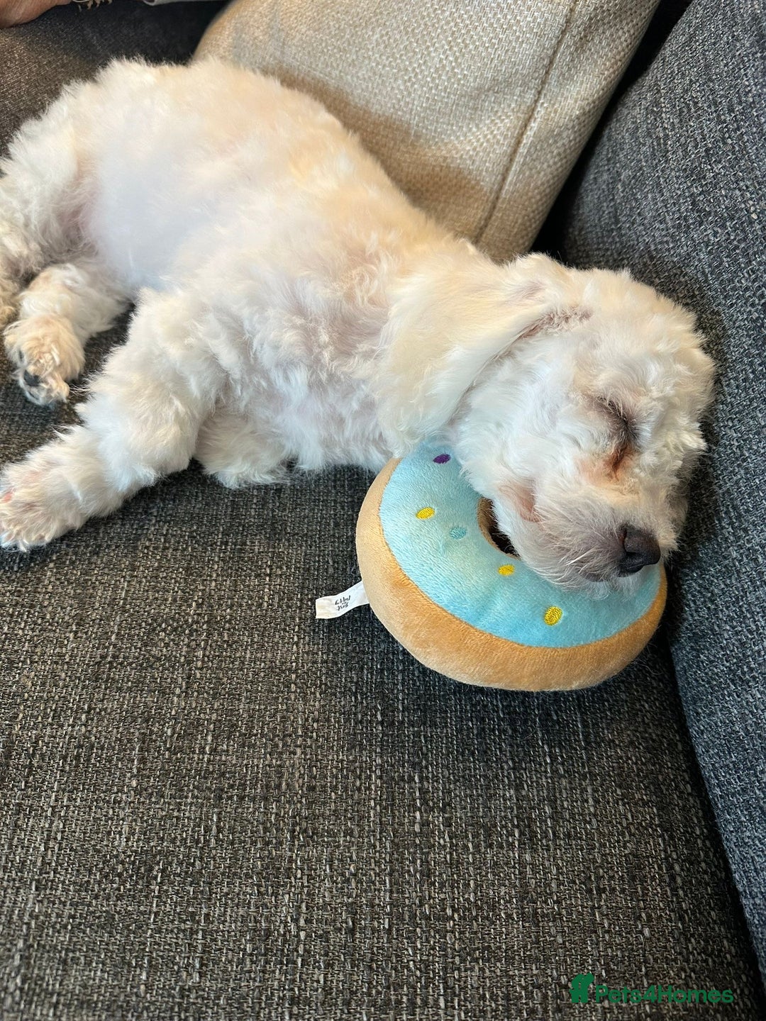Bichon Frise dogs for sale: 18 week old Bichon Frise boy for sale. CHEAP! - Image 4