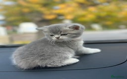 British Shorthair cats for sale: British Shorthair kittens  - Image 5