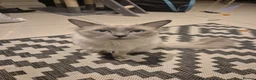 Ragdoll cats for sale: Stunning Male Ragdoll - Advert 2