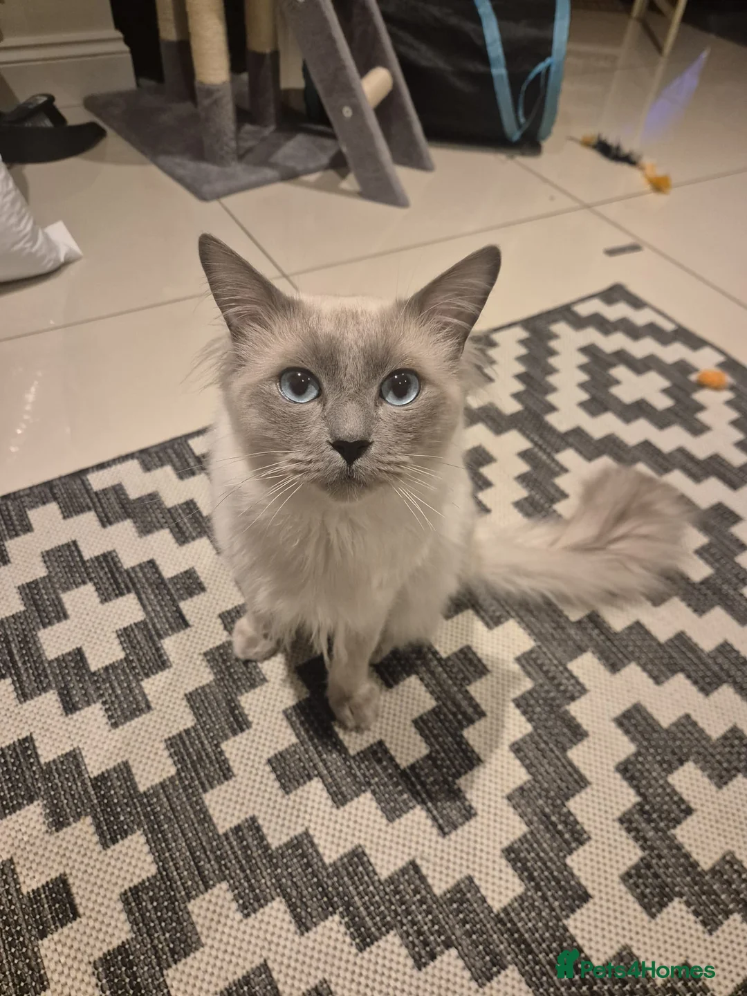 Ragdoll cats for sale: Stunning Male Ragdoll - Advert 2