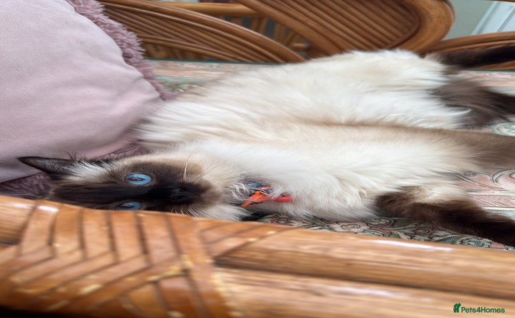 Ragdoll cats - Advert 6