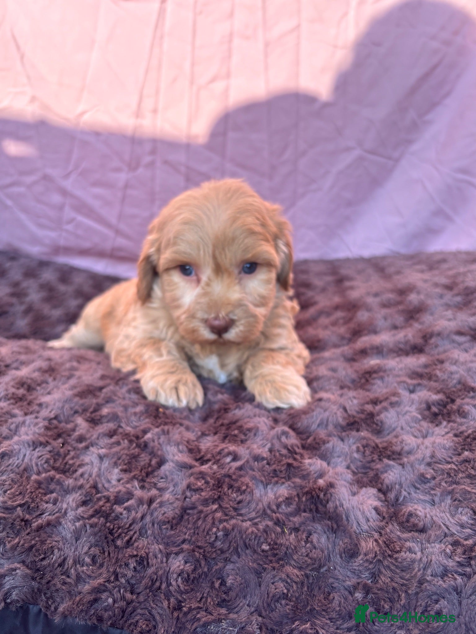 Maltipoo dogs Our Multipoo fur babies  - Advert 3