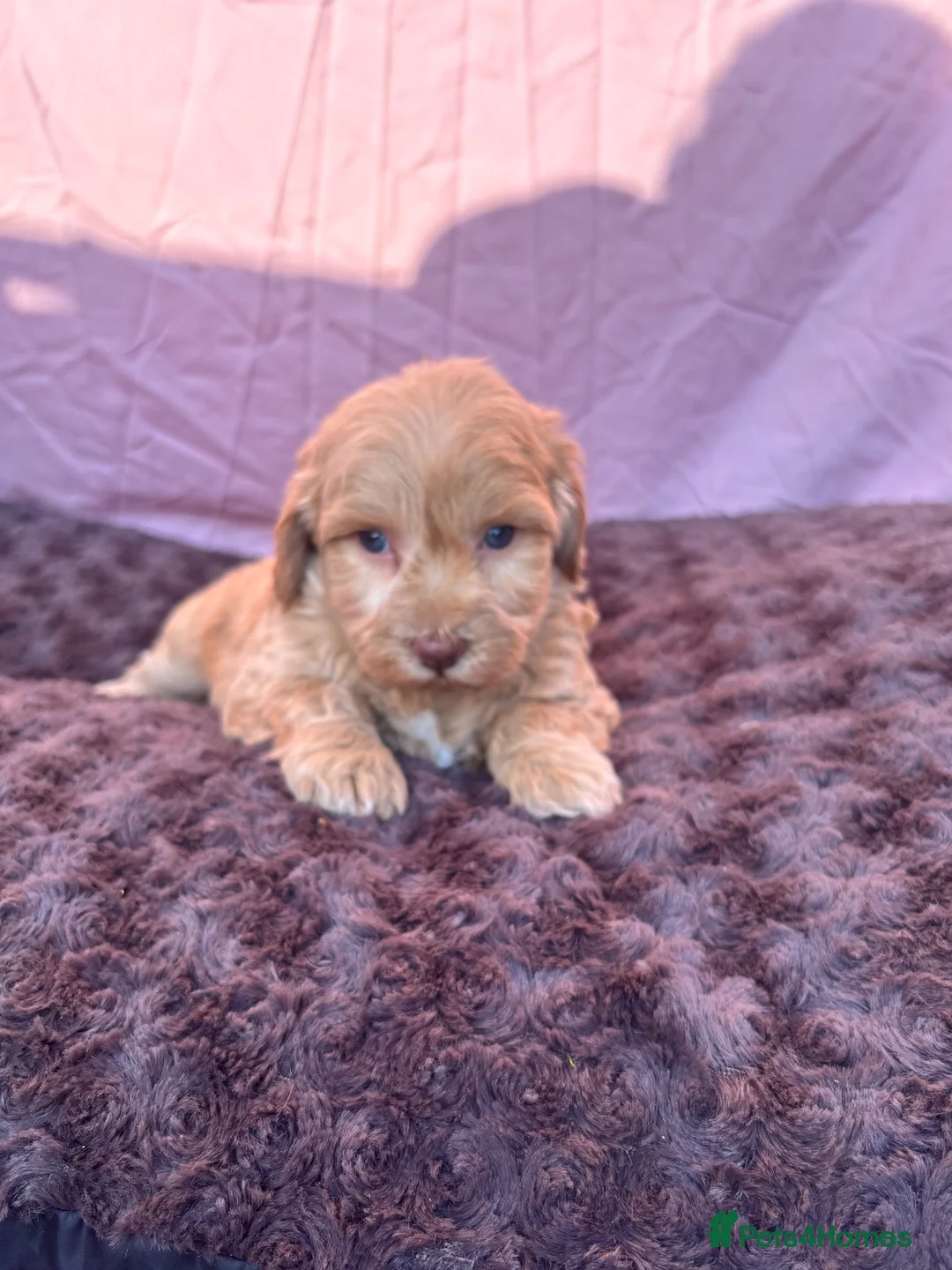 Maltipoo dogs for sale: Our Multipoo fur babies  in Ashford - Advert 1