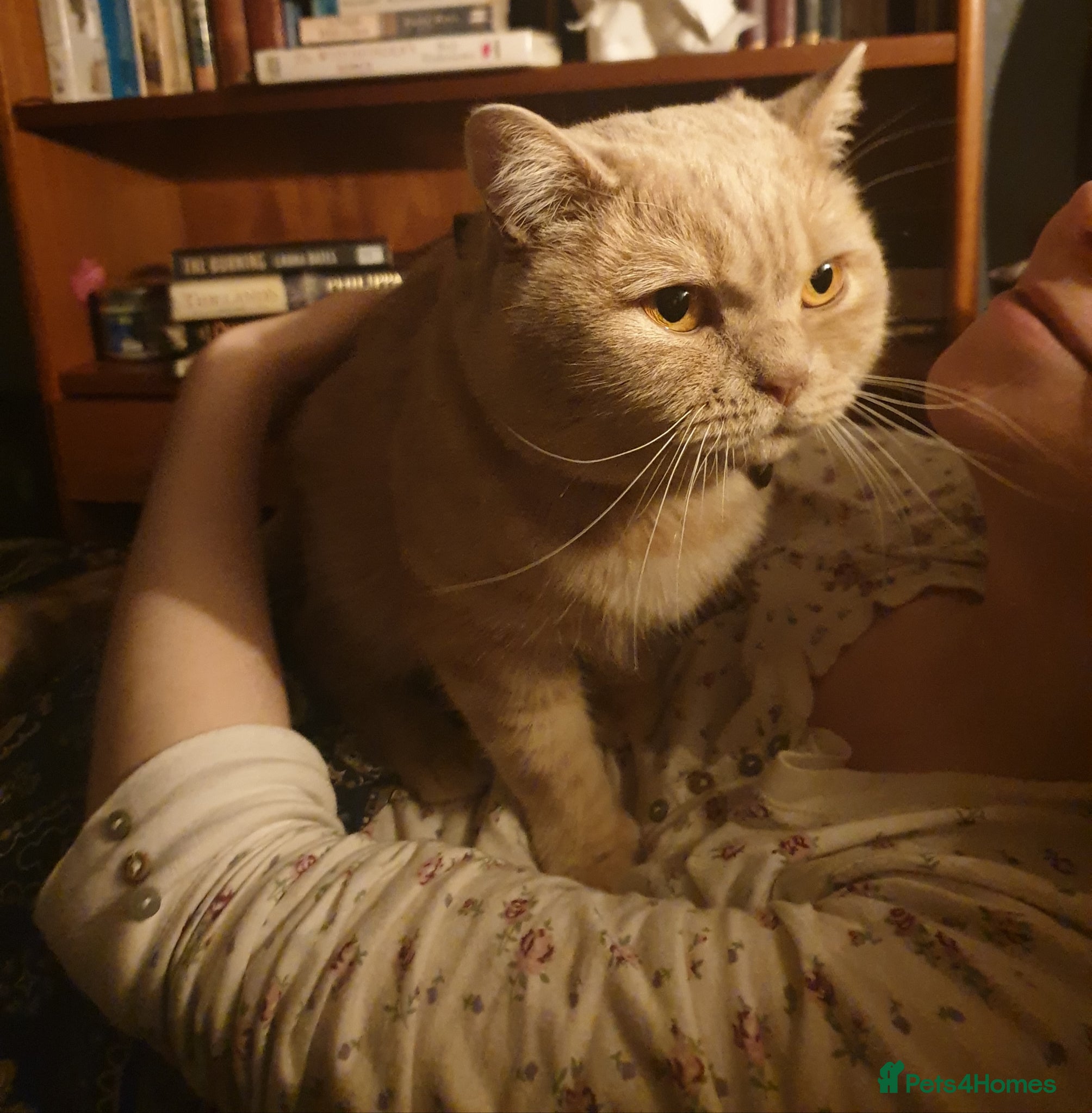 British Shorthair cats for sale: Adorable Cream British Shorthair Lad - Advert 10