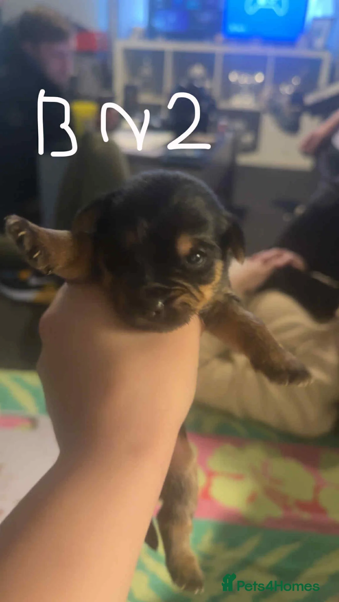 Yorkshire Terrier dogs for sale: Yorkshire puppies - Advert 10