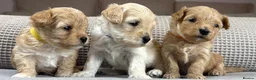 Maltipoo dogs for sale: SEE ALL OUR PUPPIES ON INSTA. OAKWELL RETRIEVERS  - Advert 13
