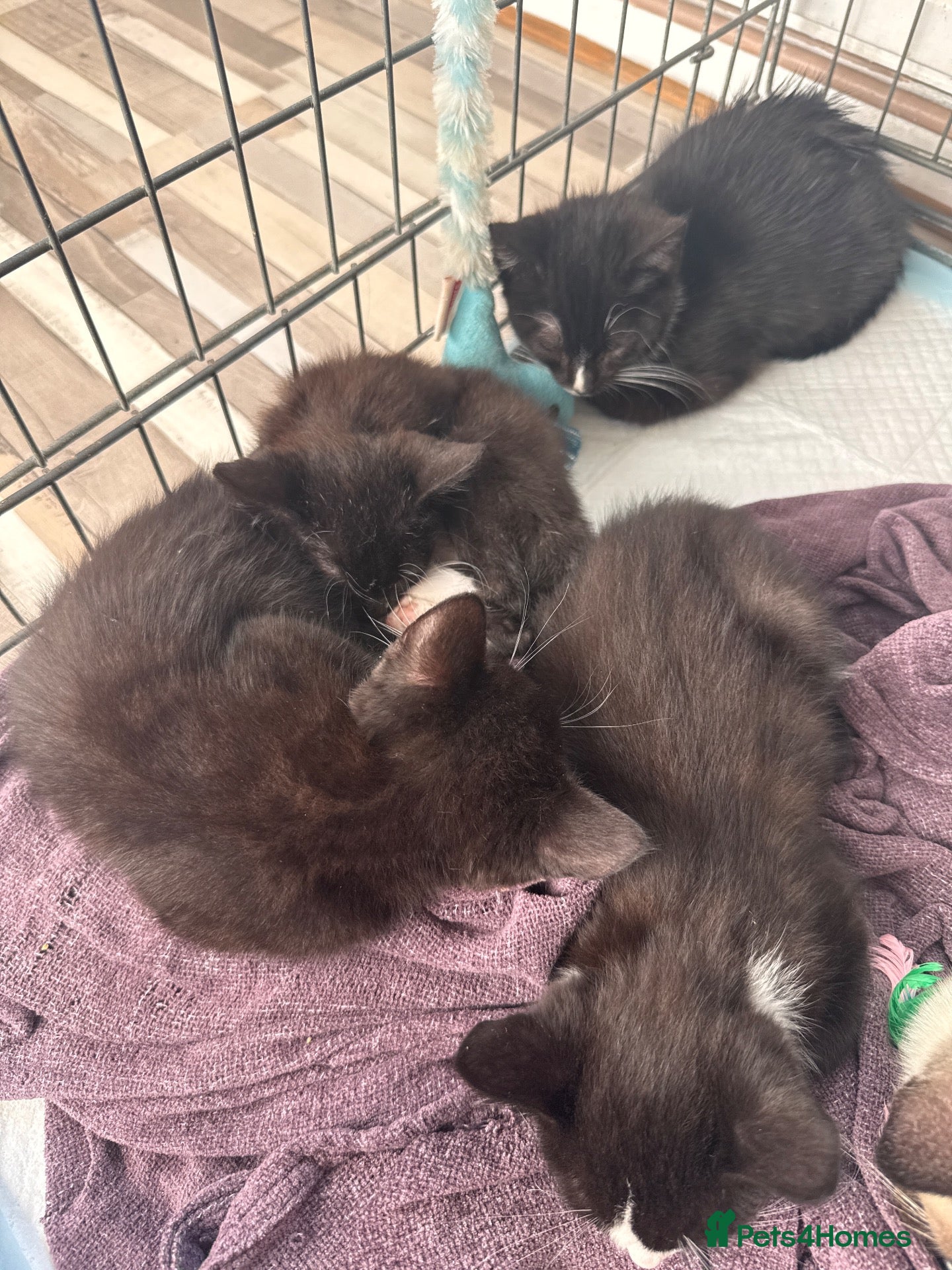 Mixed Breed cats 4 Male Black & White Kittens - Advert 15