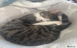 British Shorthair cats for sale: FREE Male kitten  - Image 4