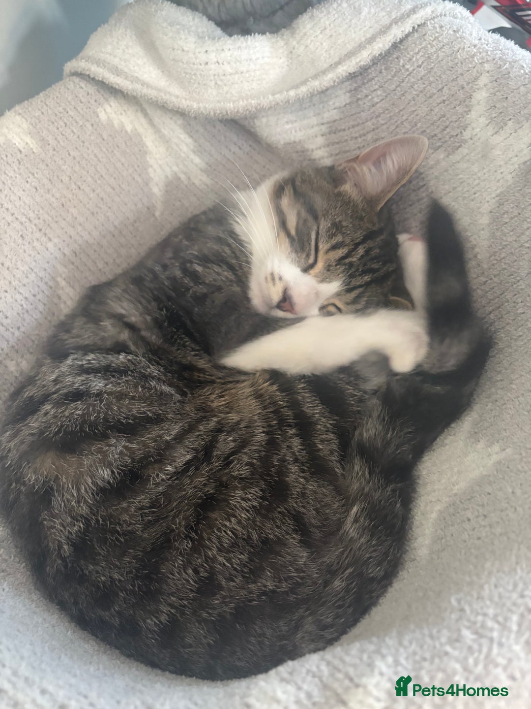 British Shorthair cats for sale: FREE Male kitten  - Image 4