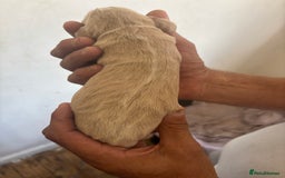 Cocker Spaniel dogs for sale: Golden Cocker spaniel puppy  - Image 6