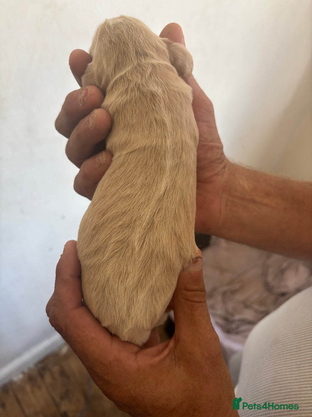 Cocker Spaniel dogs for sale: Golden Cocker spaniel puppy  - Image 6