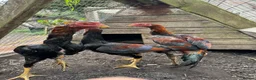 Chickens poultry for sale: O-Shamo Hens and Cockerels in Bridgwater - Advert 5