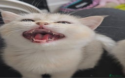 British Shorthair cats for sale: Scottish Straight 2 month old girl - Advert 7