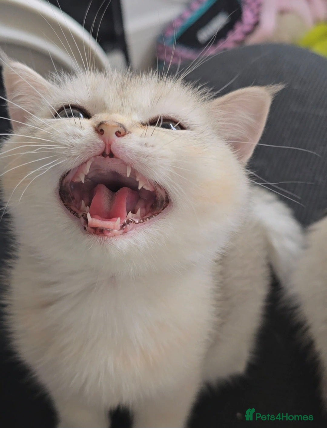 British Shorthair cats for sale: Scottish Straight 2 month old girl - Advert 7