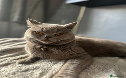 British Shorthair cats for sale: Munchkin  - Image 4
