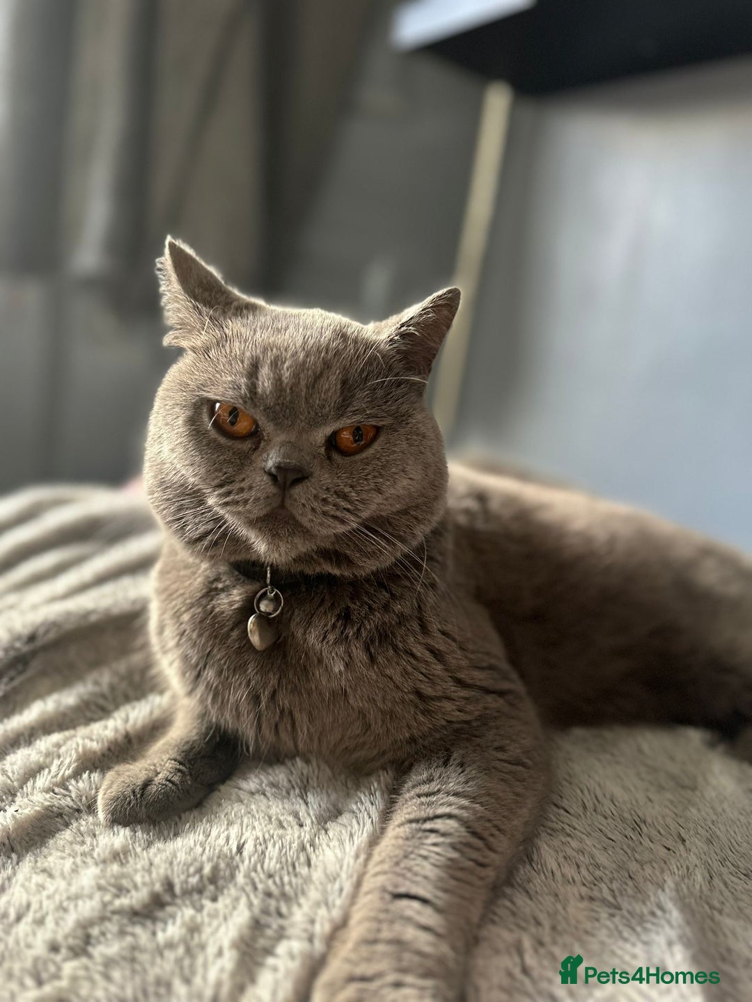 British Shorthair cats for sale: Munchkin  - Image 4